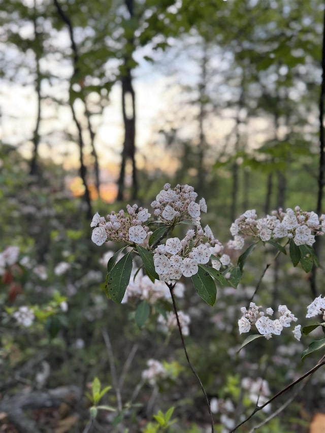 TBD Stribling Springs Rd, Mount Solon, VA 22843