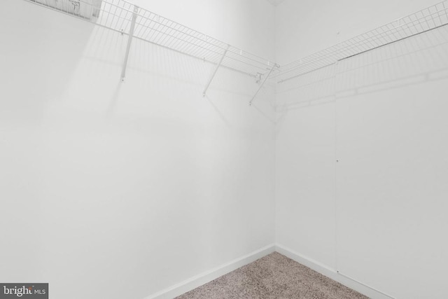 spacious closet featuring carpet floors