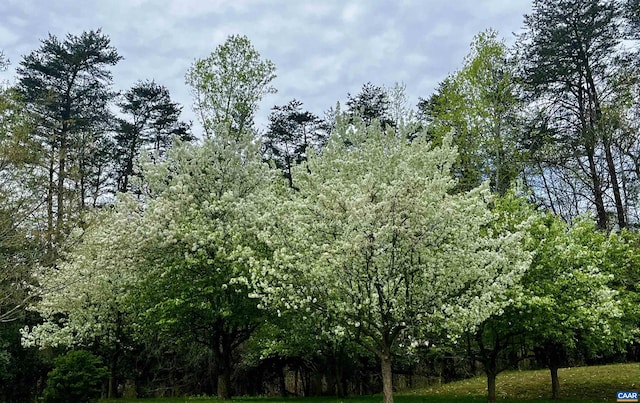 2621 Coopers Ln, Charlottesville, VA 22902 - view of local wilderness