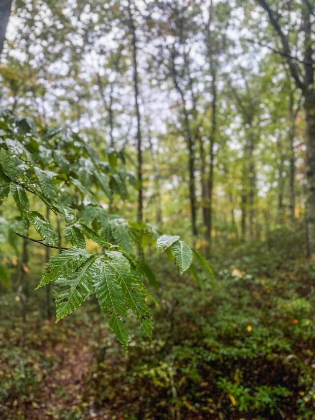 TBD Whippoorwill Ln, Monterey, VA 24465 - photo 27
