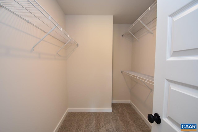 spacious closet featuring carpet flooring