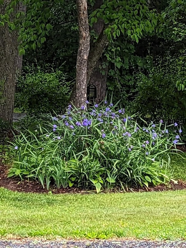9871 Briery Branch Rd, Dayton, VA 22821 - view of green lawn
