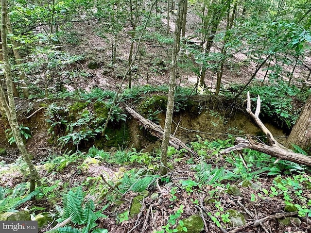 Black Hill Rd, Rixeyville, VA 22737 - photo 11