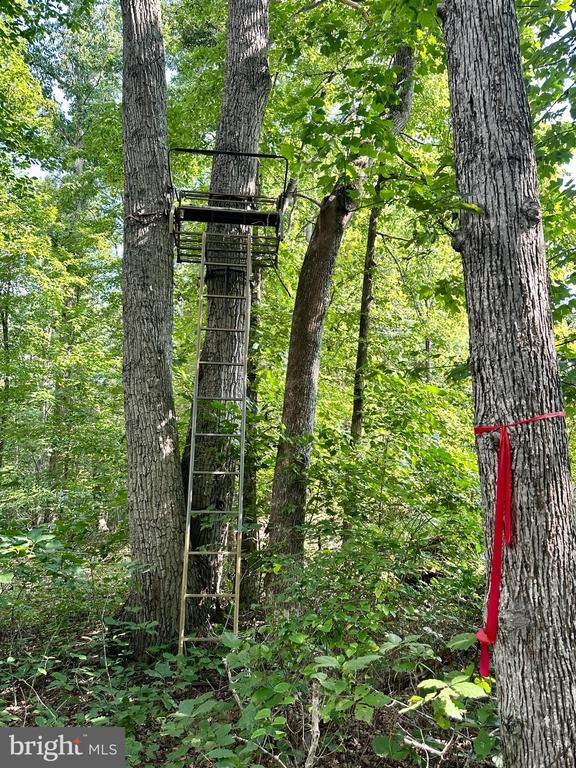 Black Hill Rd, Rixeyville, VA 22737 - photo 5
