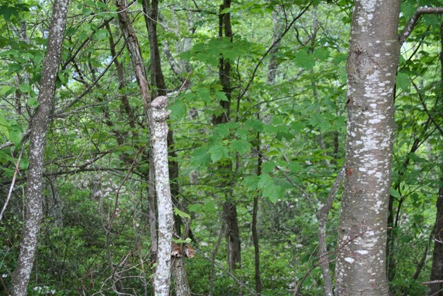 LOT90 Summit Dr, Monterey, VA 24465