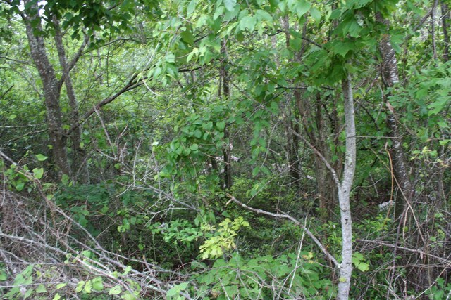 LOT90 Summit Dr, Monterey, VA 24465