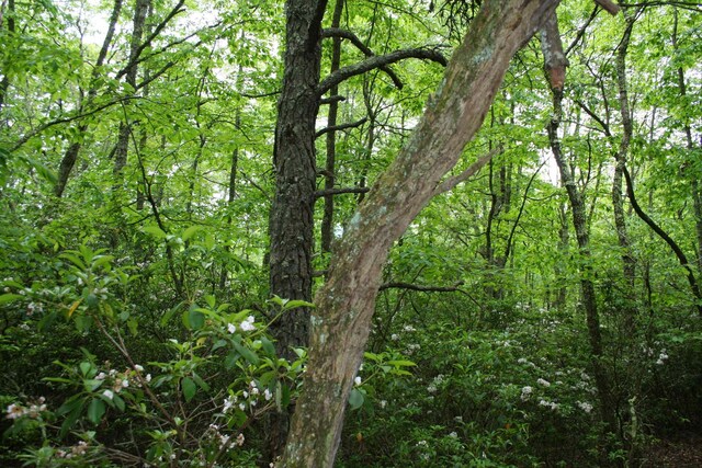 LOT90 Summit Dr, Monterey, VA 24465