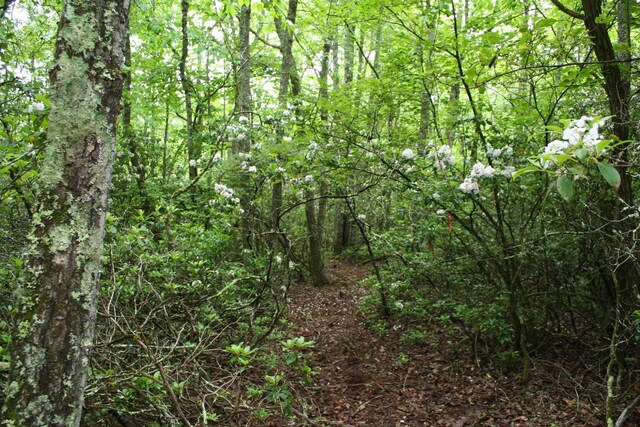 LOT90 Summit Dr, Monterey, VA 24465