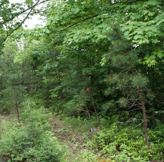 LOT90 Summit Dr, Monterey, VA 24465