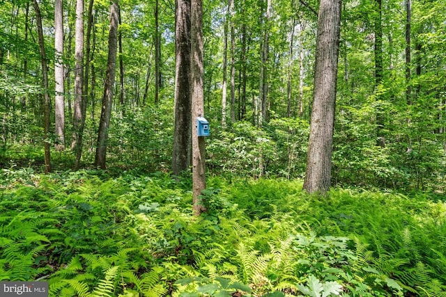 8833 Wales Rd N, Warrenton, VA 20186 - view of tree filled area