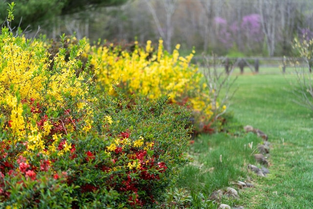27 Black Walnut Ln, Nellysford, VA 22958 - view of green lawn