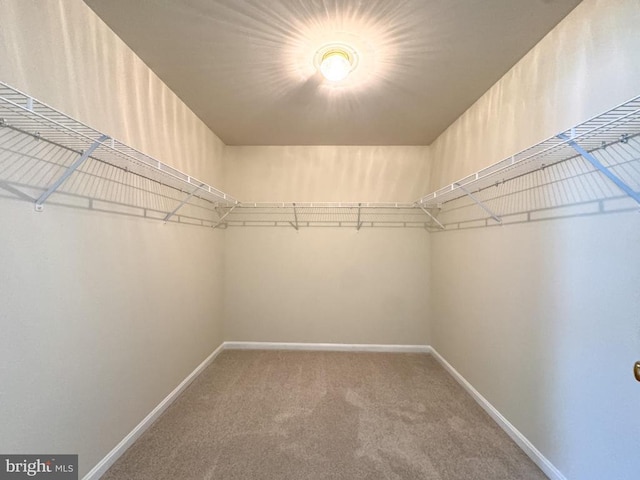 walk in closet featuring carpet floors
