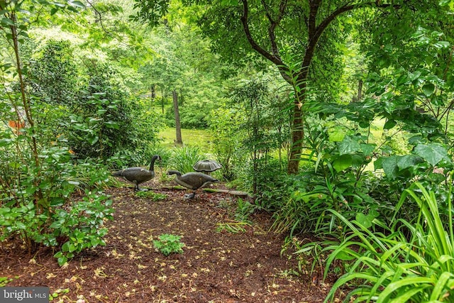 9071 Old Culpeper Rd, Warrenton, VA 20186 - view of nature