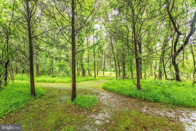 9071 Old Culpeper Rd, Warrenton, VA 20186 - view of yard with a view of trees