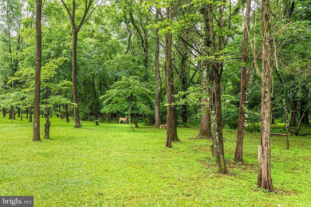 9071 Old Culpeper Rd, Warrenton, VA 20186 - view of grassy yard featuring a forest view