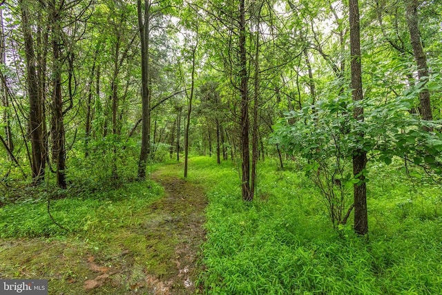 9071 Old Culpeper Rd, Warrenton, VA 20186 - view of wooded area