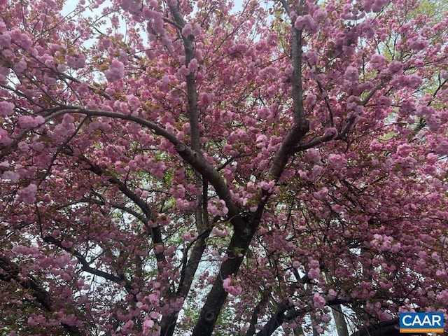 883 Locust Ave, Charlottesville, VA 22902 - view of nature