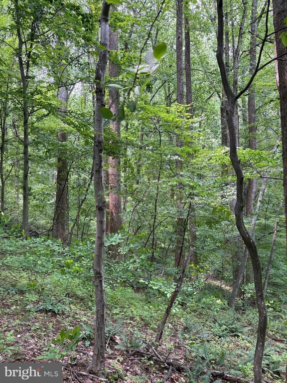 60 Mountain Breeze Ln, Syria, VA 22743 - view of woods