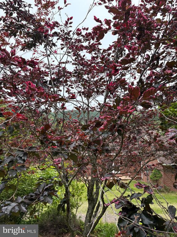 60 Mountain Breeze Ln, Syria, VA 22743 - exterior view
