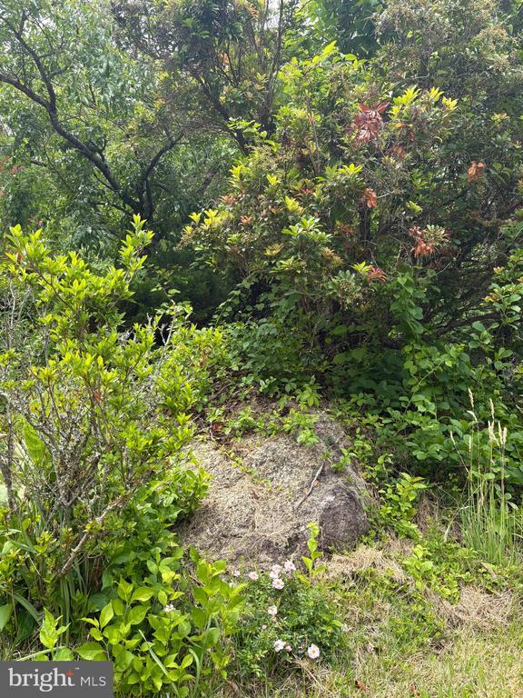 60 Mountain Breeze Ln, Syria, VA 22743 - view of nature