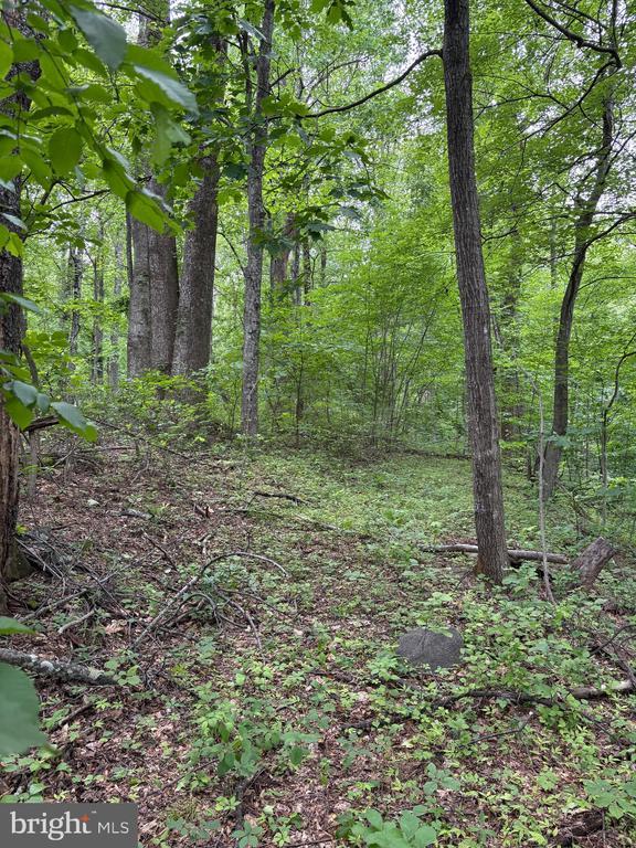 60 Mountain Breeze Ln, Syria, VA 22743 - view of woods