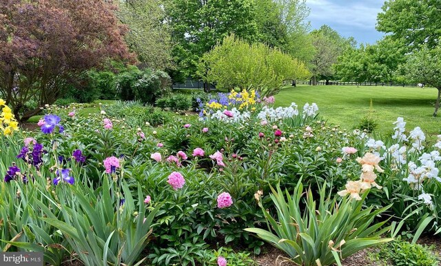  - view of yard