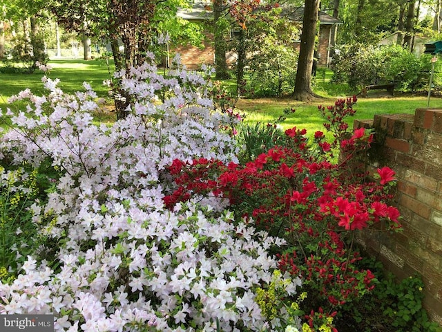  - view of grassy yard