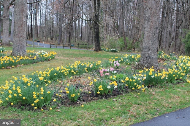  - view of yard featuring a forest view