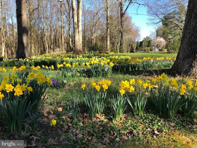  - view of yard