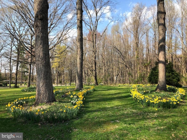  - view of grassy yard