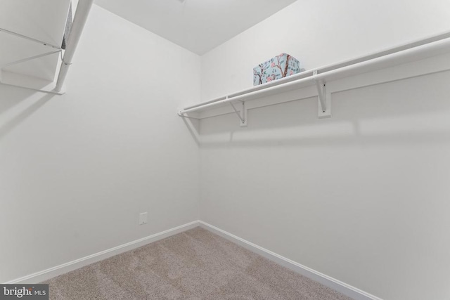 walk in closet with carpet floors