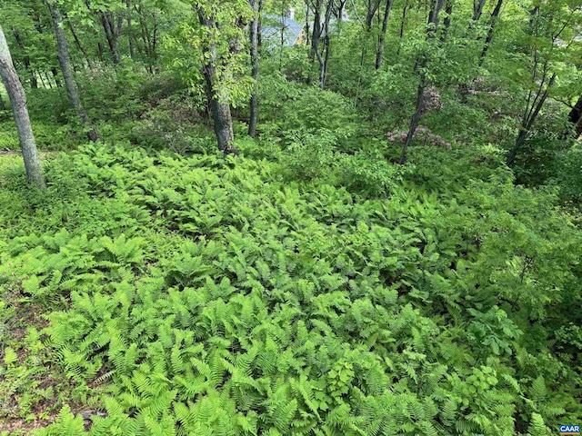 100 N Rock Tree Ln, Wintergreen Resort, VA 22967 - view of undeveloped land