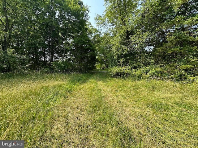 10017 Hayden Rd, Spotsylvania, VA 22551 - view of local wilderness