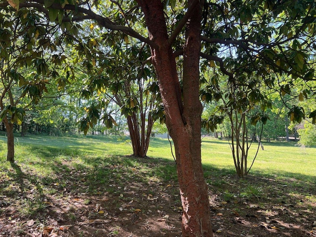 view of grassy yard
