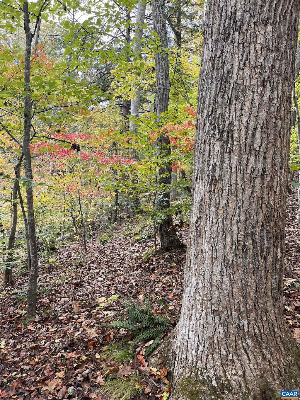 14 Mechunk Ter, Palmyra, VA 22963 - photo 4