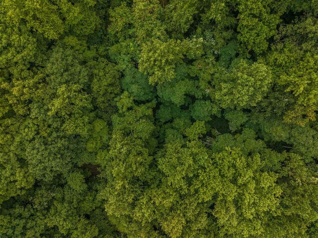 0 Pilot Mountain Holw, Faber, VA 22938