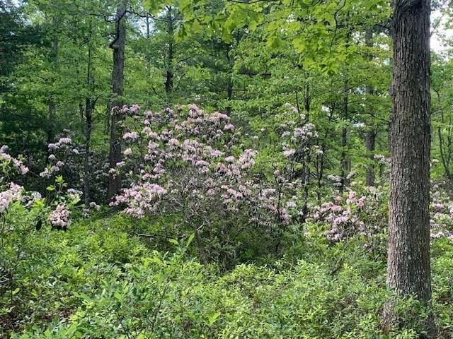 625 Hummingbird Ln, Monterey, VA 24465 - view of tree filled area