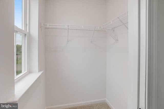 walk in closet featuring carpet floors