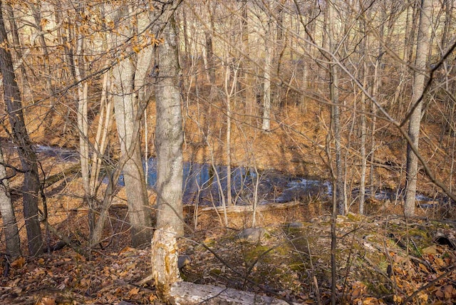 view of local wilderness