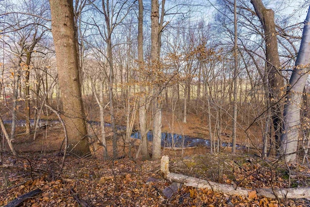 view of woods