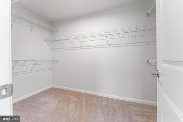 walk in closet with carpet