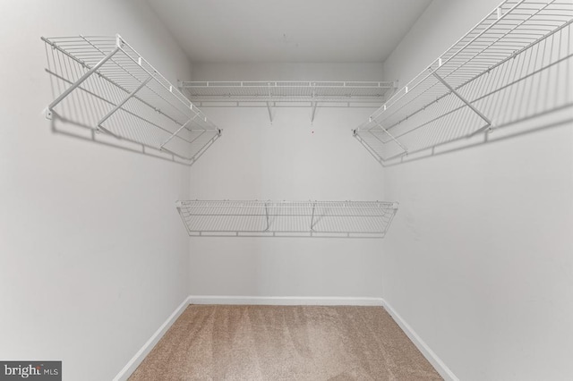 spacious closet featuring carpet