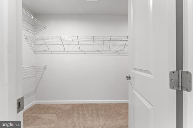 walk in closet with carpet flooring