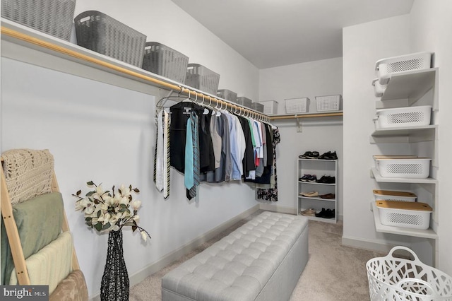 walk in closet featuring carpet flooring