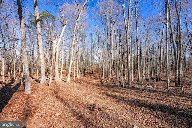 view of local wilderness