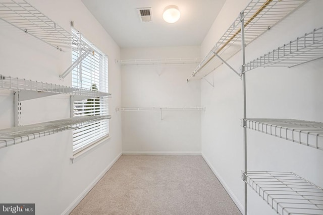 spacious closet with carpet flooring and visible vents