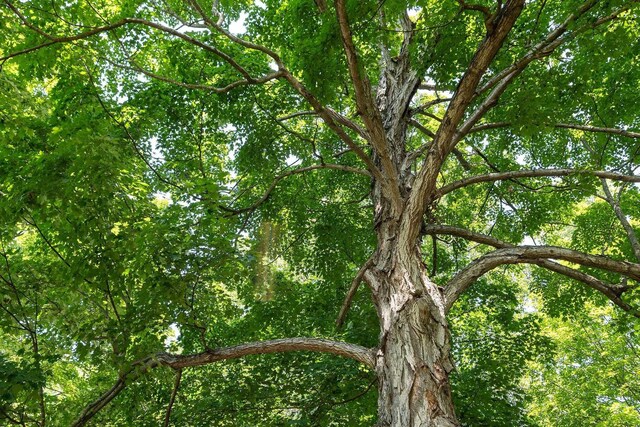 view of nature