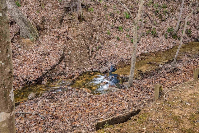 view of local wilderness