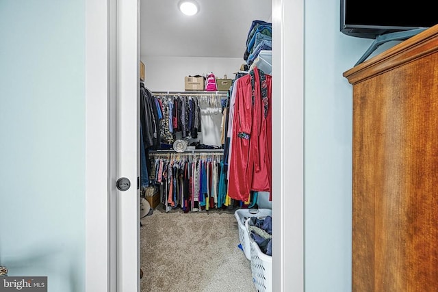 walk in closet featuring carpet