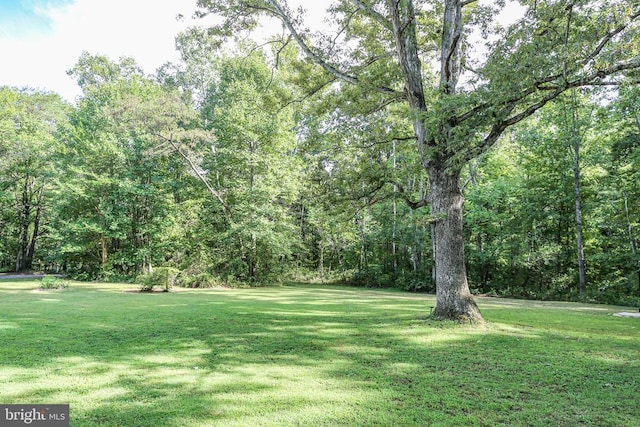 view of yard featuring a view of trees